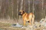 CANE CORSO 744